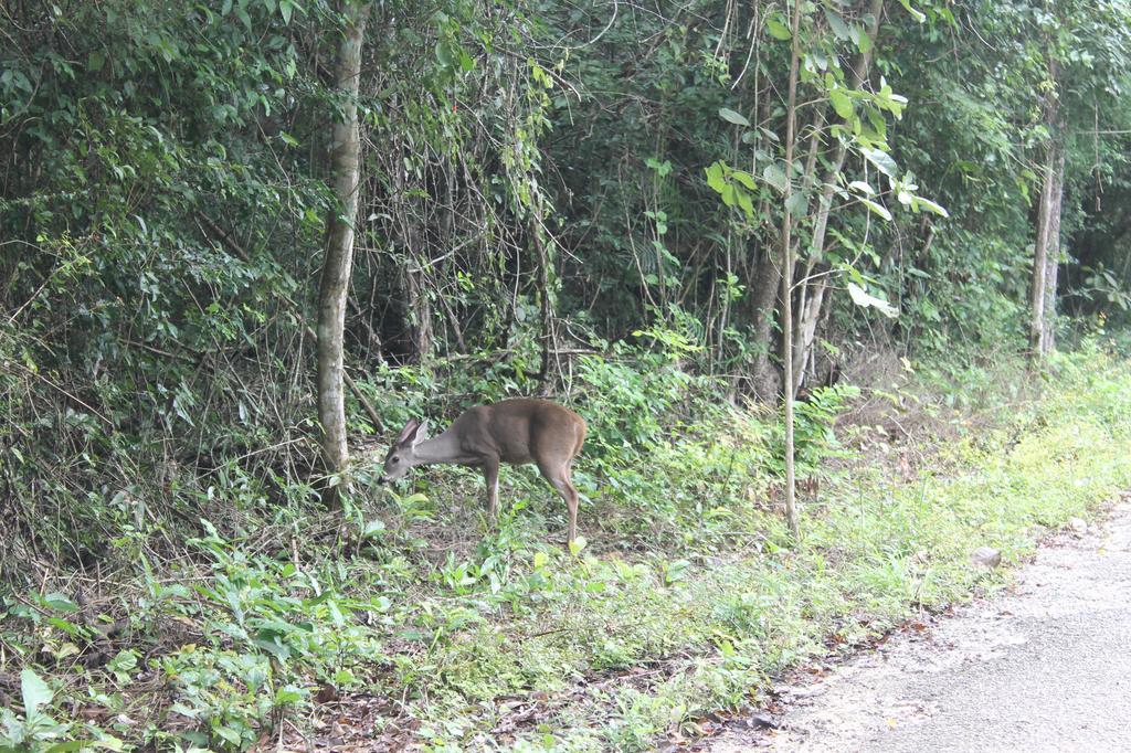 Campamento Yaax Che En Calakmul Конуас Экстерьер фото